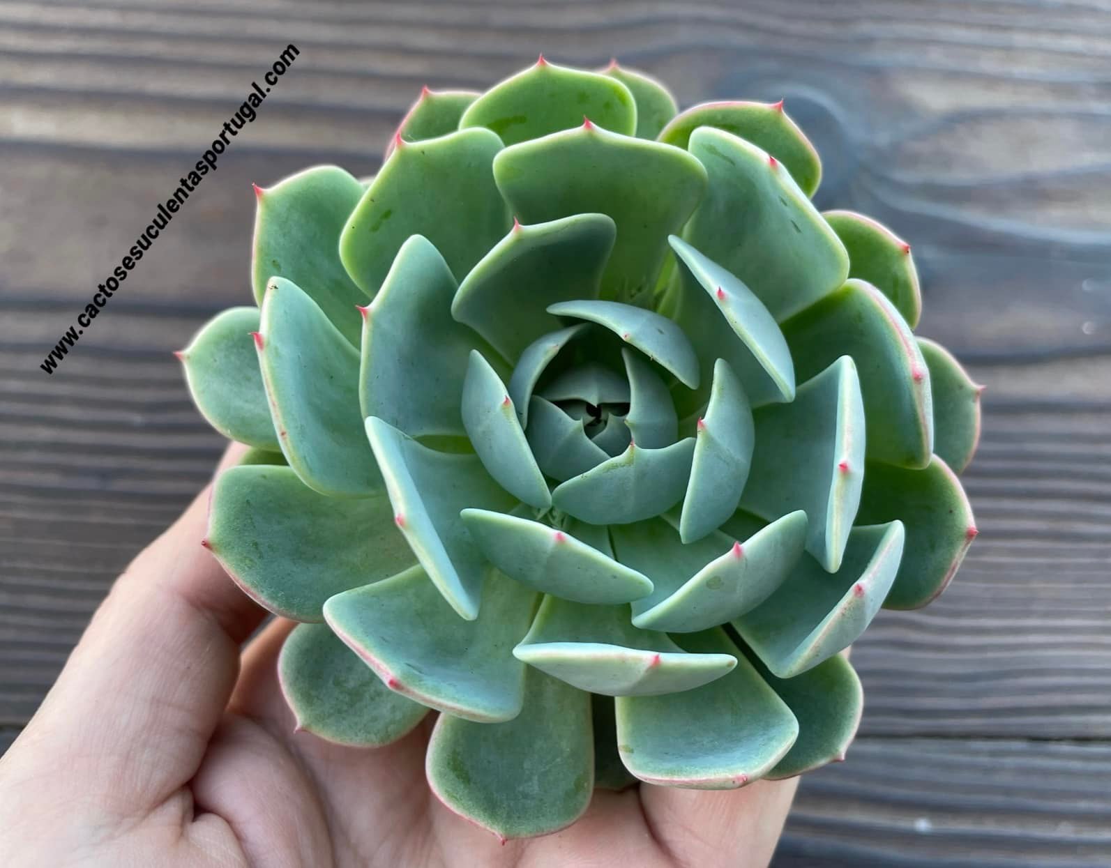 Echeveria 'Green Abalone'