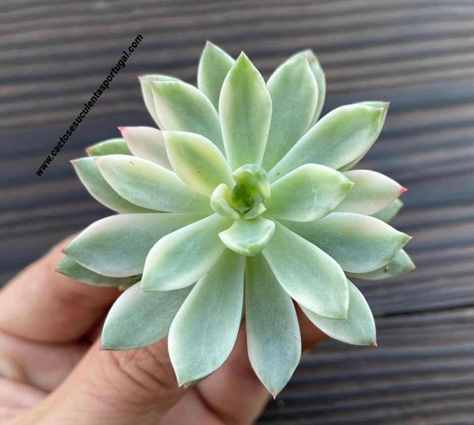Echeveria 'Green Emerald' variegated