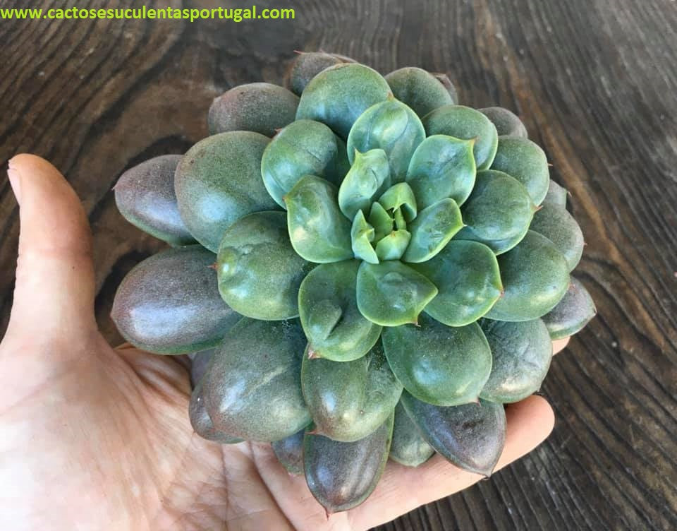 Echeveria Green pagoda hybrid