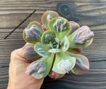 Echeveria 'Heart's Delight' 