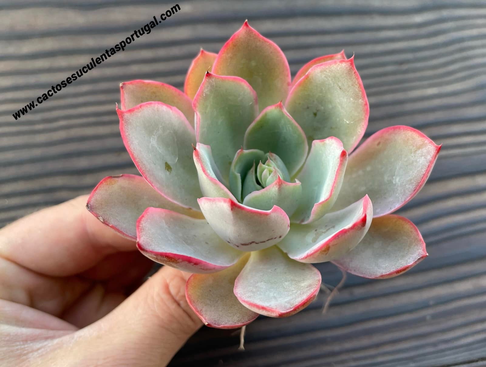 Echeveria 'Hera'