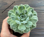 Echeveria 'Hiarium'