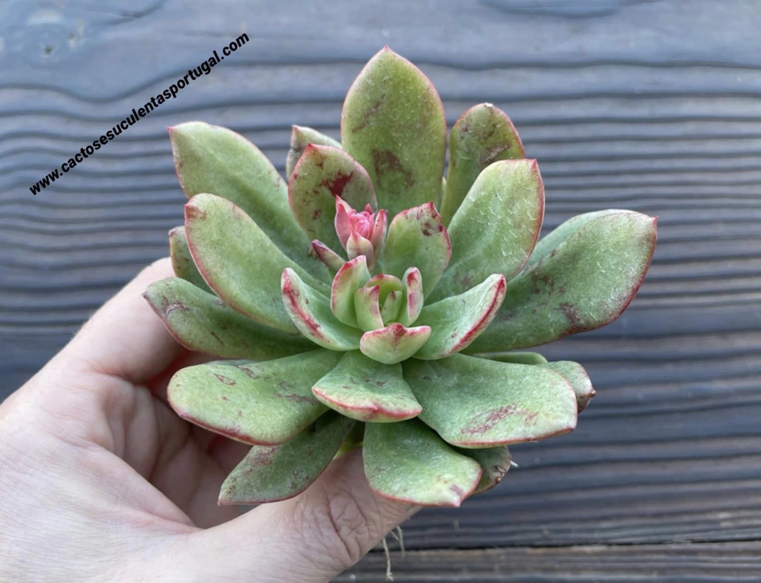 Echeveria 'Hoveyi Bloody'
