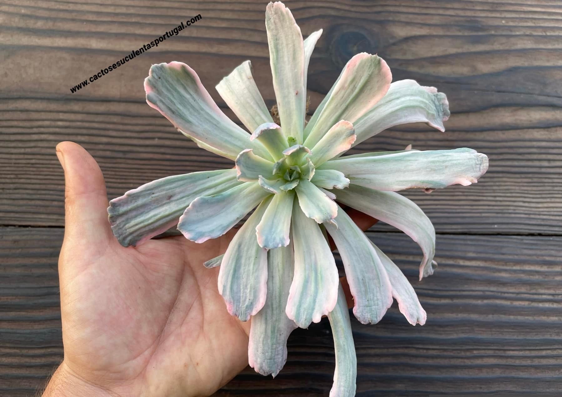 Echeveria 'Hoveyi' monstruosa f. variegata