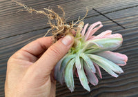 Echeveria 'Hoveyi' monstruosa form. variegata siamesa and albina