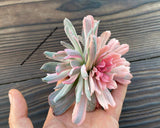 Echeveria 'Hoveyi' monstruosa form. variegata siamesa and albina