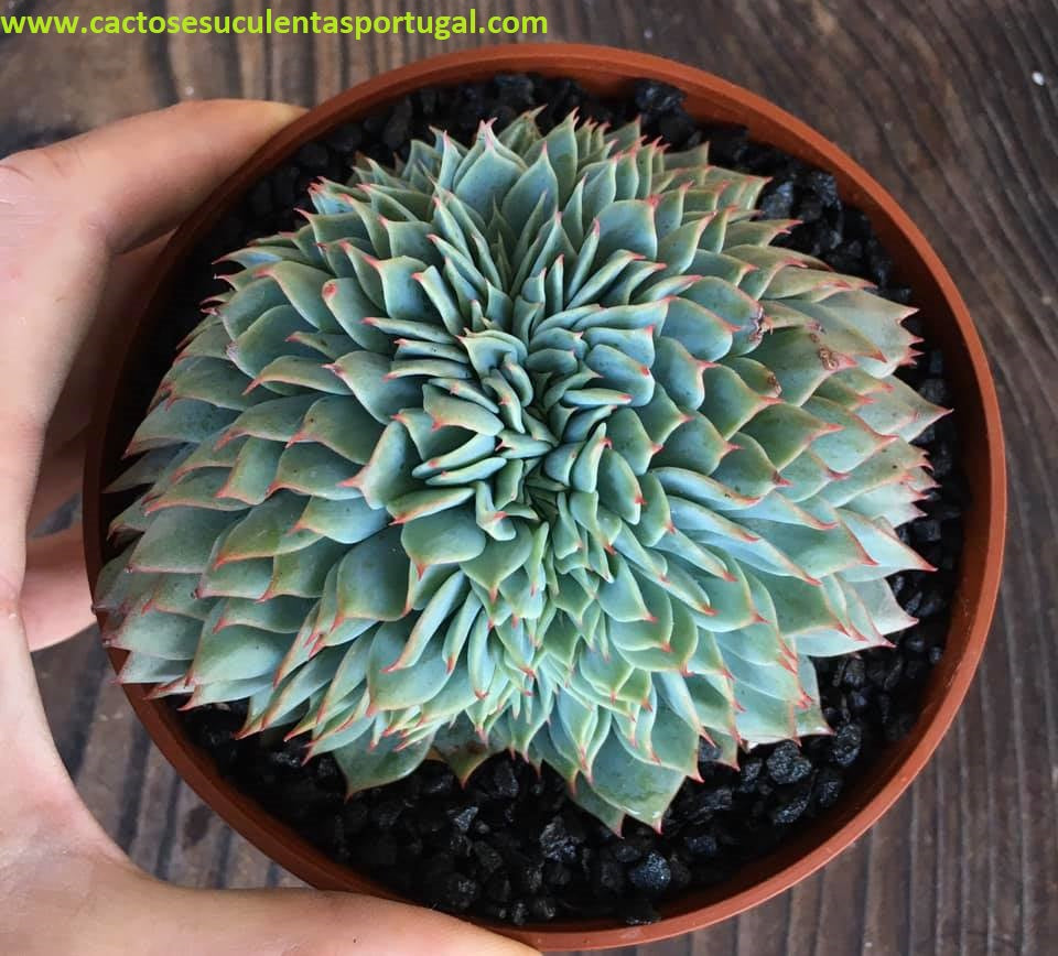 Echeveria Kirov form. Cristata