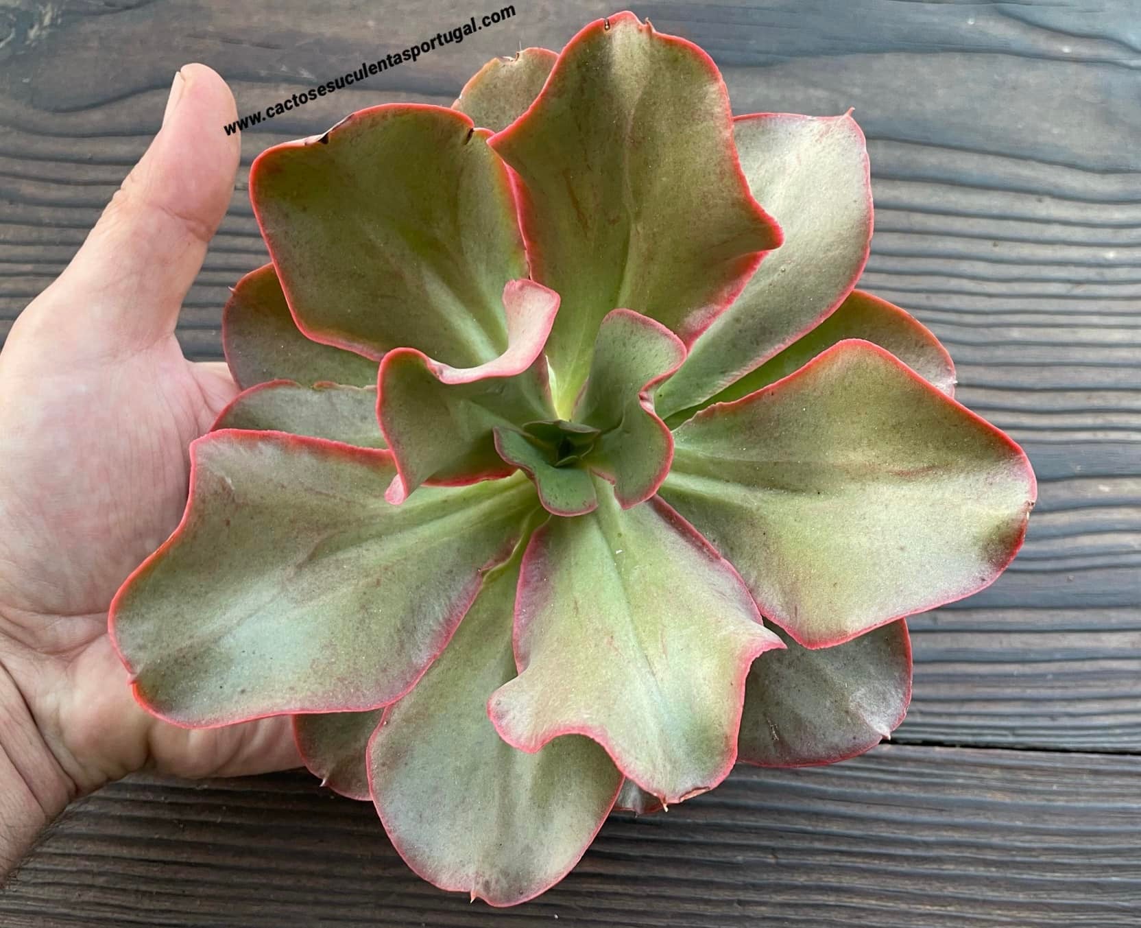 Echeveria 'Kissing'