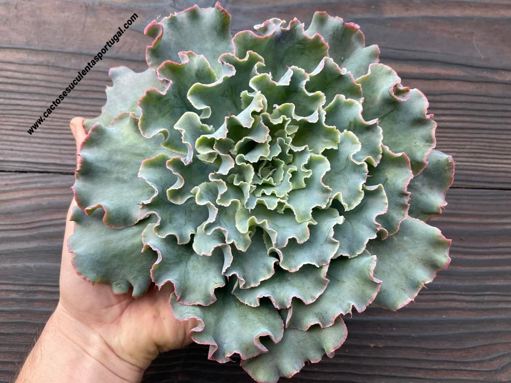 Echeveria 'Lady Aquarius'