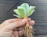 Echeveria 'Lemon Rose' f. variegata