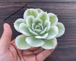 Echeveria 'Lemon Rose' f. variegata