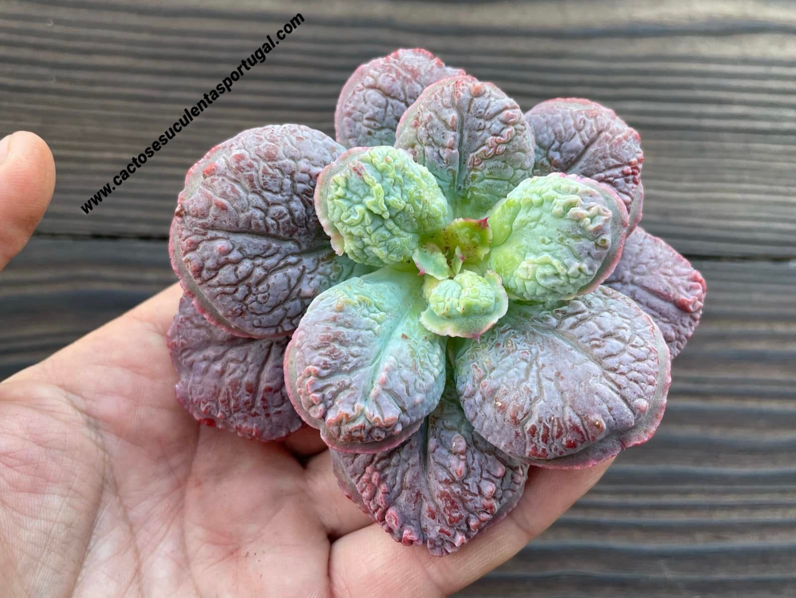 Echeveria 'Lilac Frost'