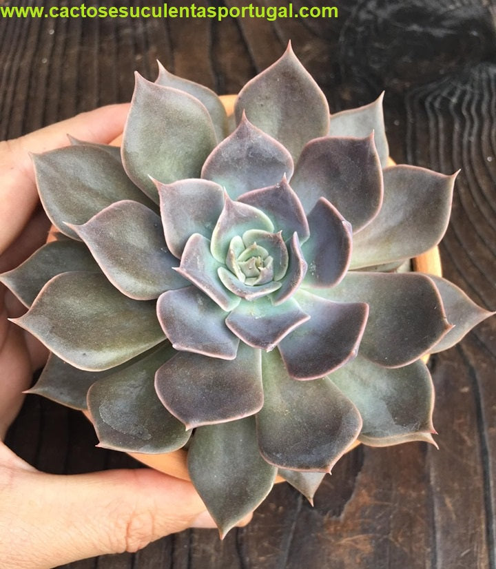 Echeveria Linda Jean