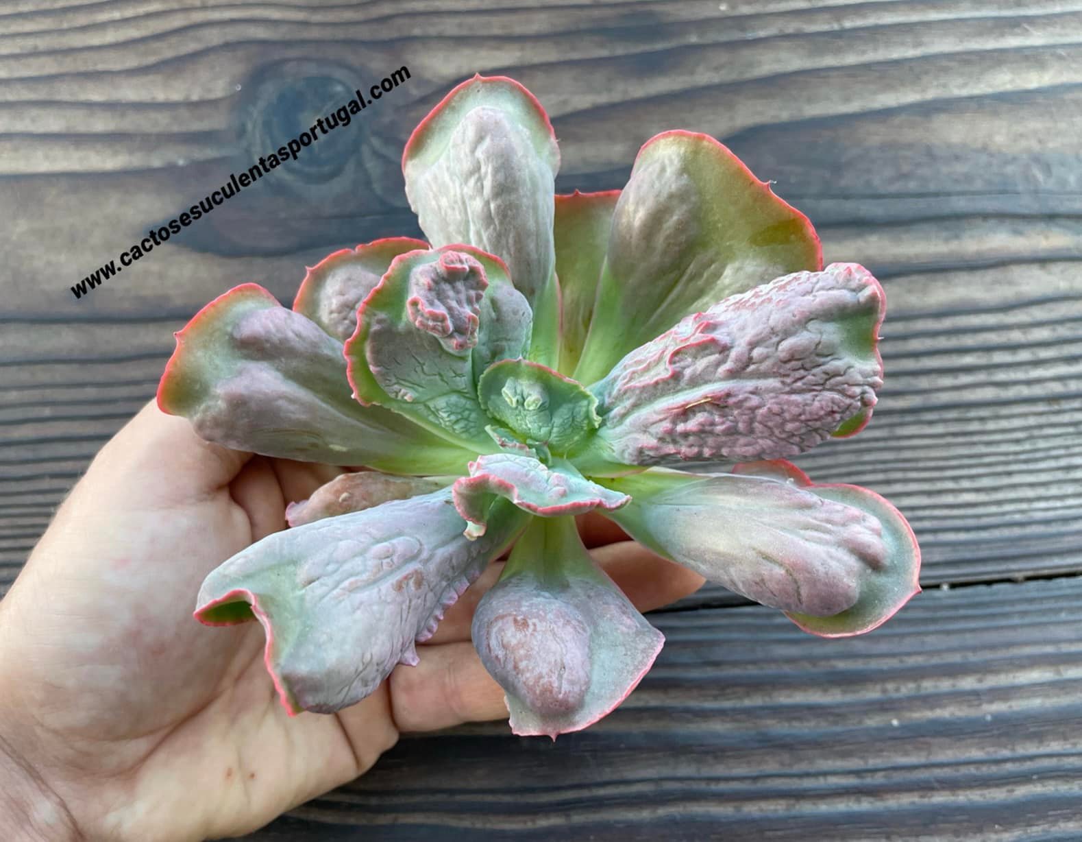 Echeveria 'Linguas'