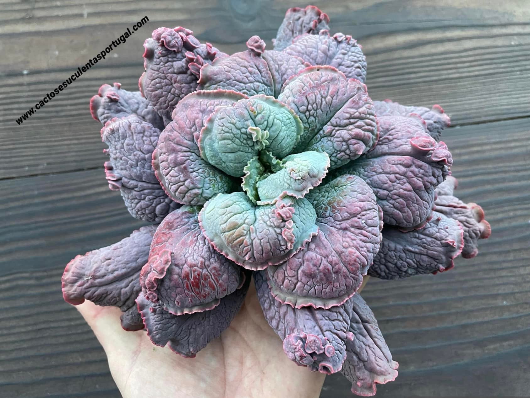 Echeveria 'Linguas', (5 years old)