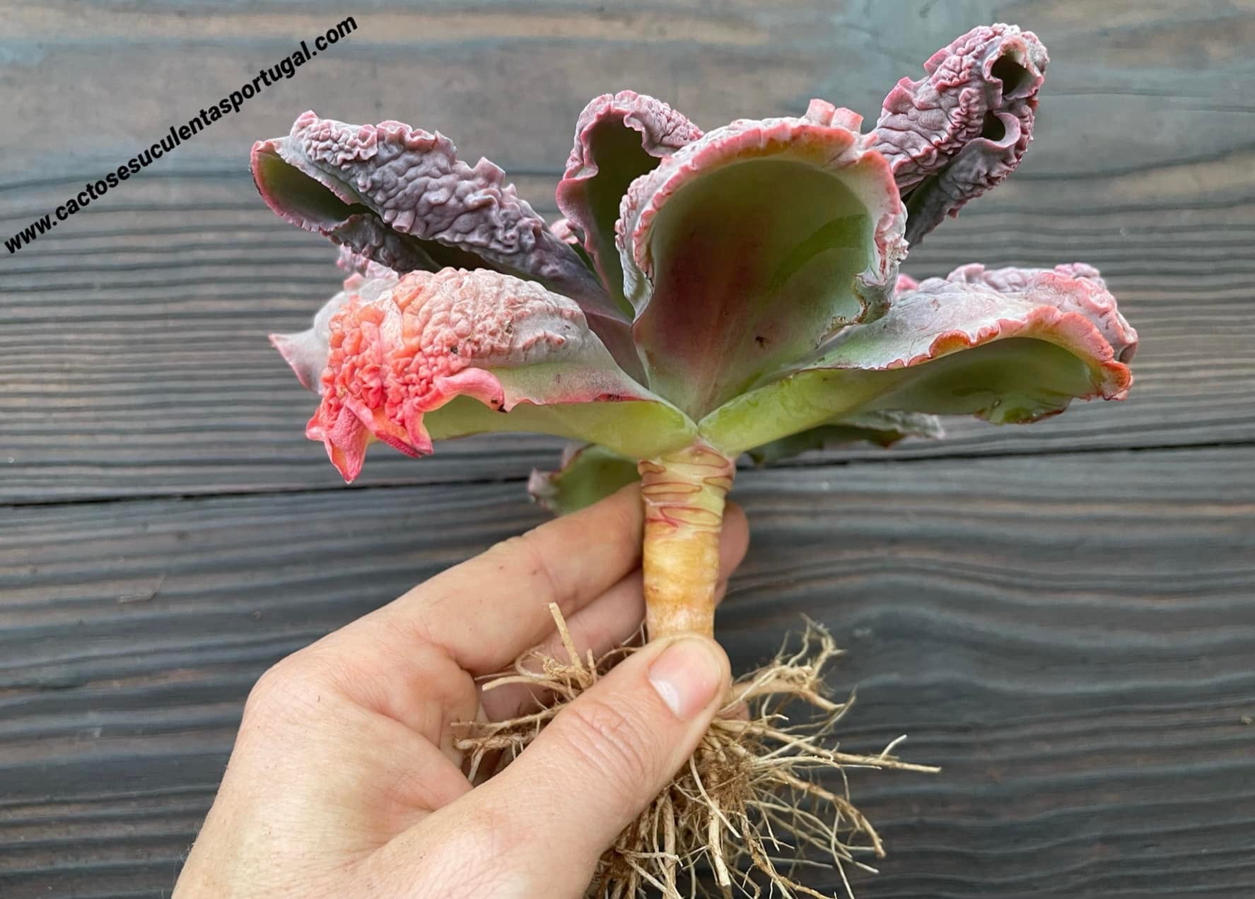 Echeveria 'Linguas' six years old