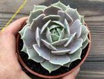 Echeveria 'Lola'