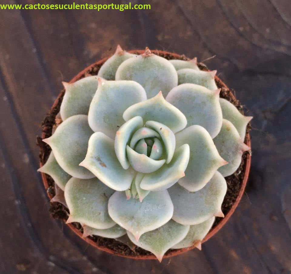 Echeveria Lola