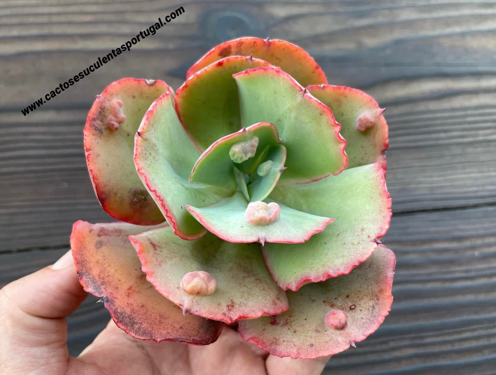 Echeveria 'Love's Light' x carunculata