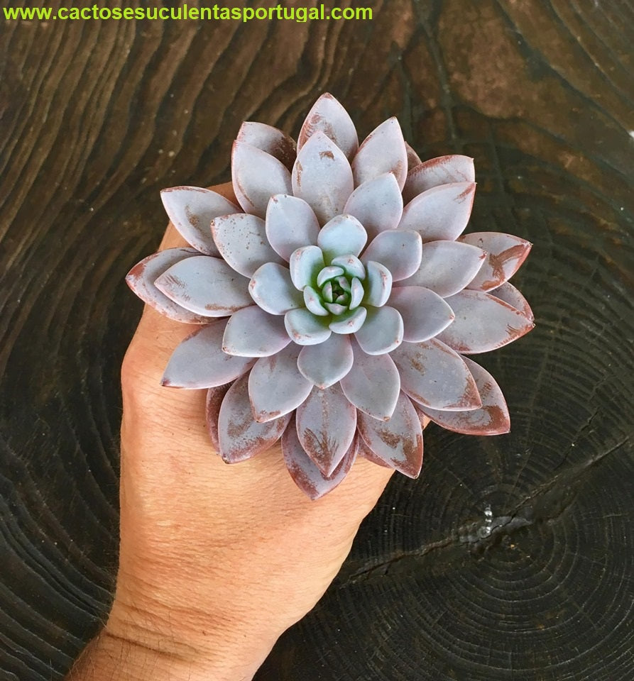 Graptoveria LuLu