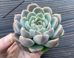 Echeveria 'Lucidum Roman'