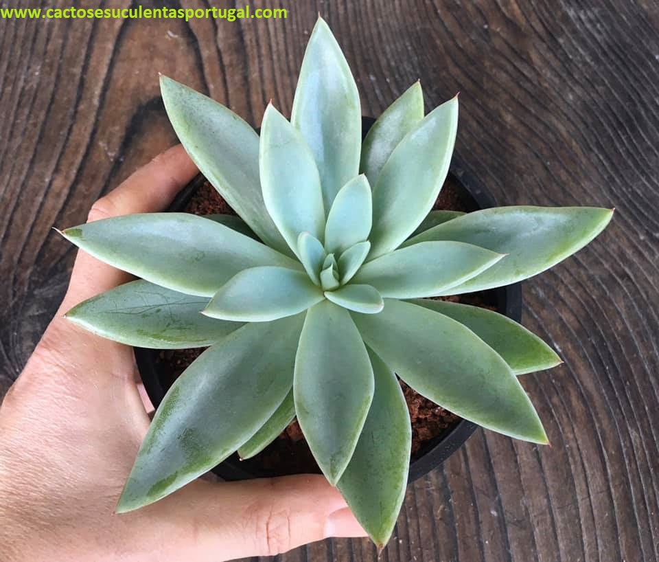Echeveria Lycan