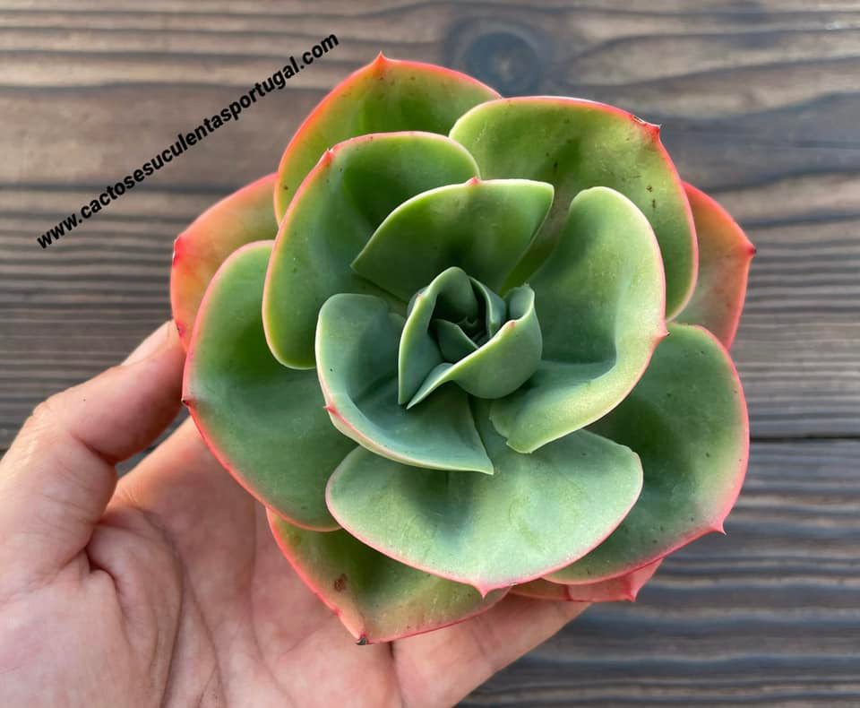 Echeveria 'Mandala'