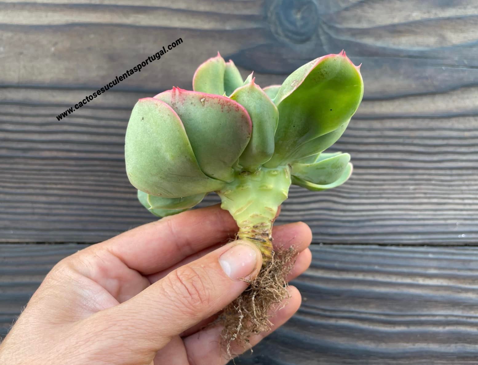 Echeveria 'Mandala' form. cristata
