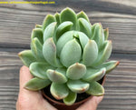 Echeveria 'Marianna' 