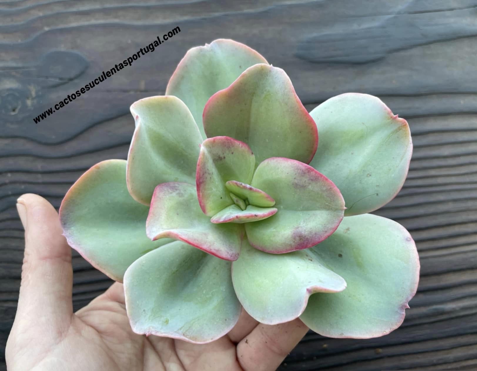Echeveria 'Marine Sunset'