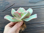 Echeveria 'Marine Sunset'