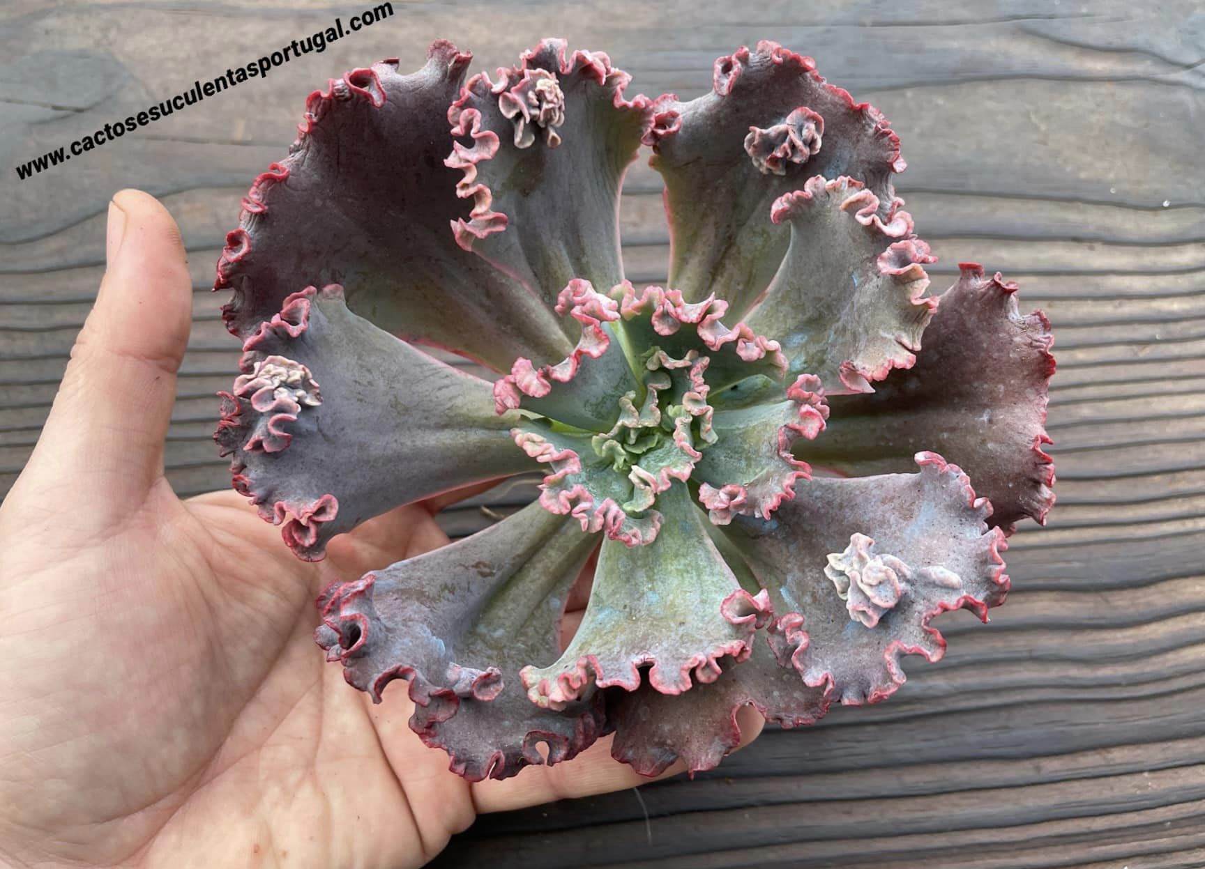 Echeveria ‘Marjorie Pogue’