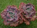 Echeveria 'Mauna Loa'