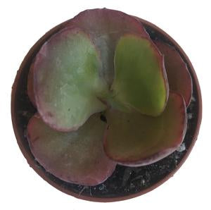 Echeveria 'Mauna Loa'