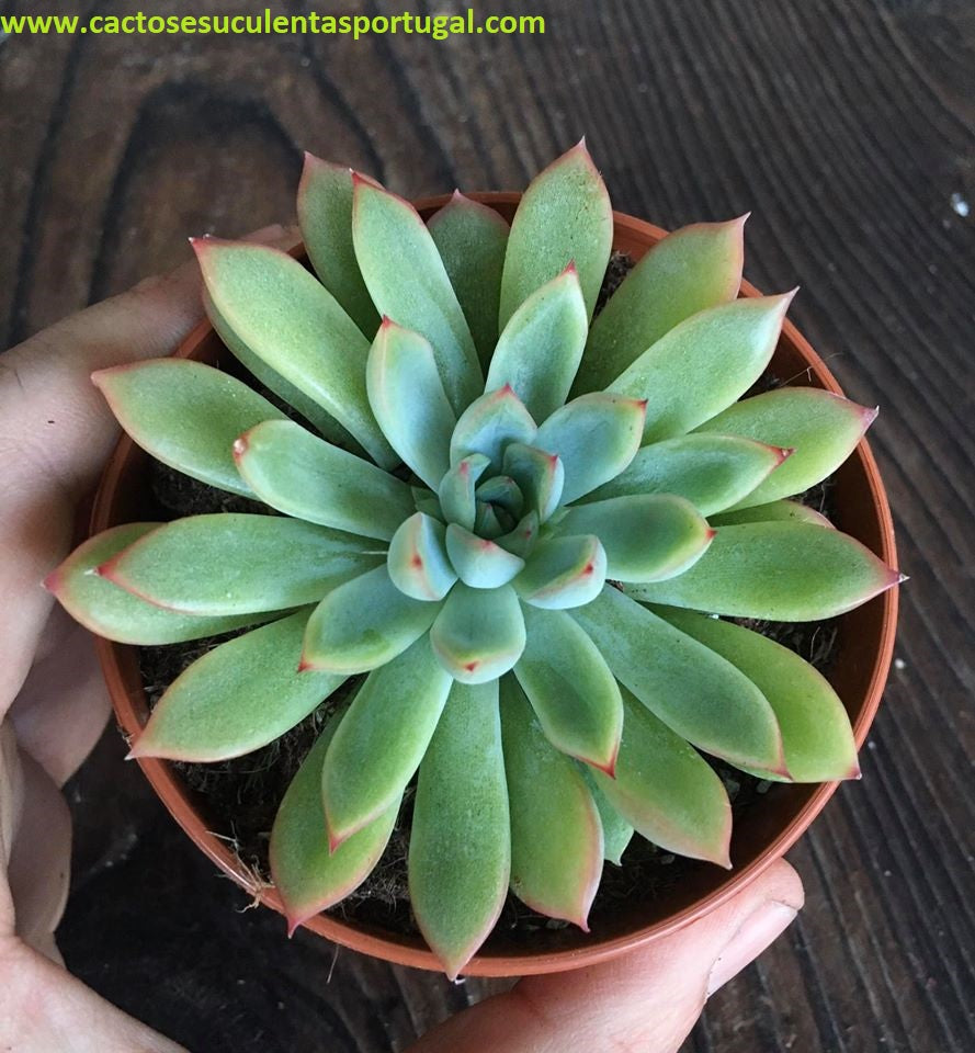 Echeveria Mebina