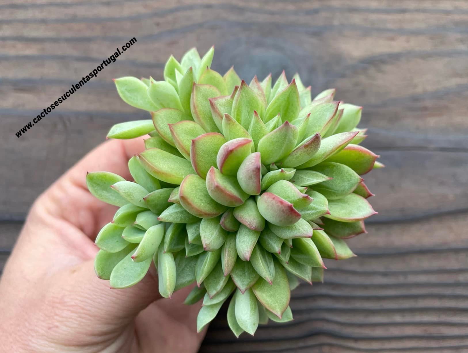 Echeveria 'Mebina', extra ramificada