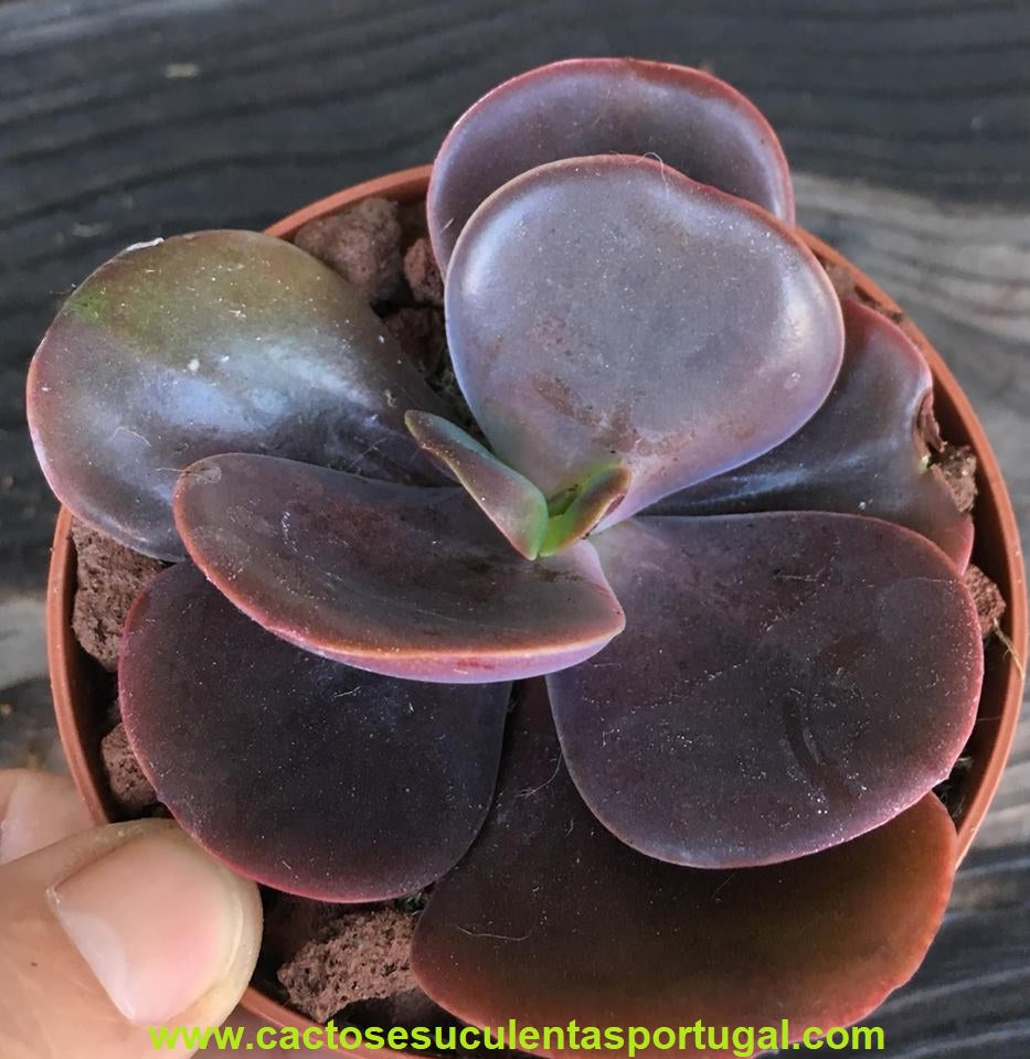 Echeveria Medallion