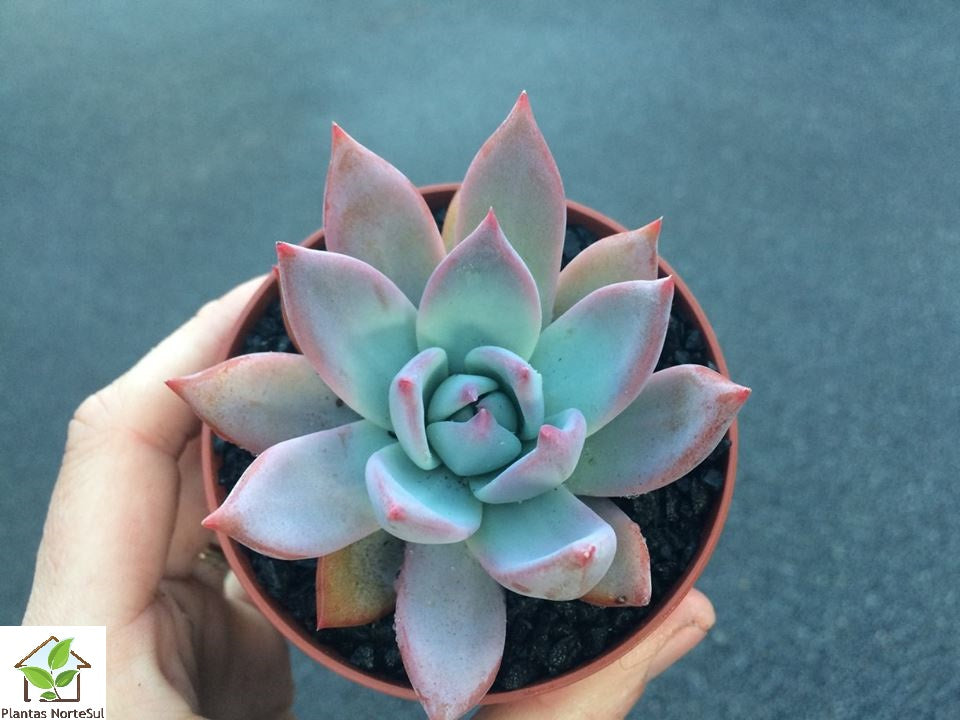 Echeveria Mexico Giant