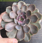 Echeveria Mina