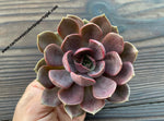 Echeveria 'Mina'