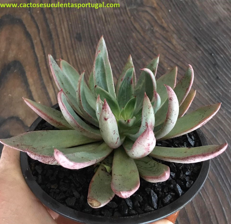 Echeveria Miquelitensis