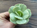 Echeveria 'Mocha' form. variegata