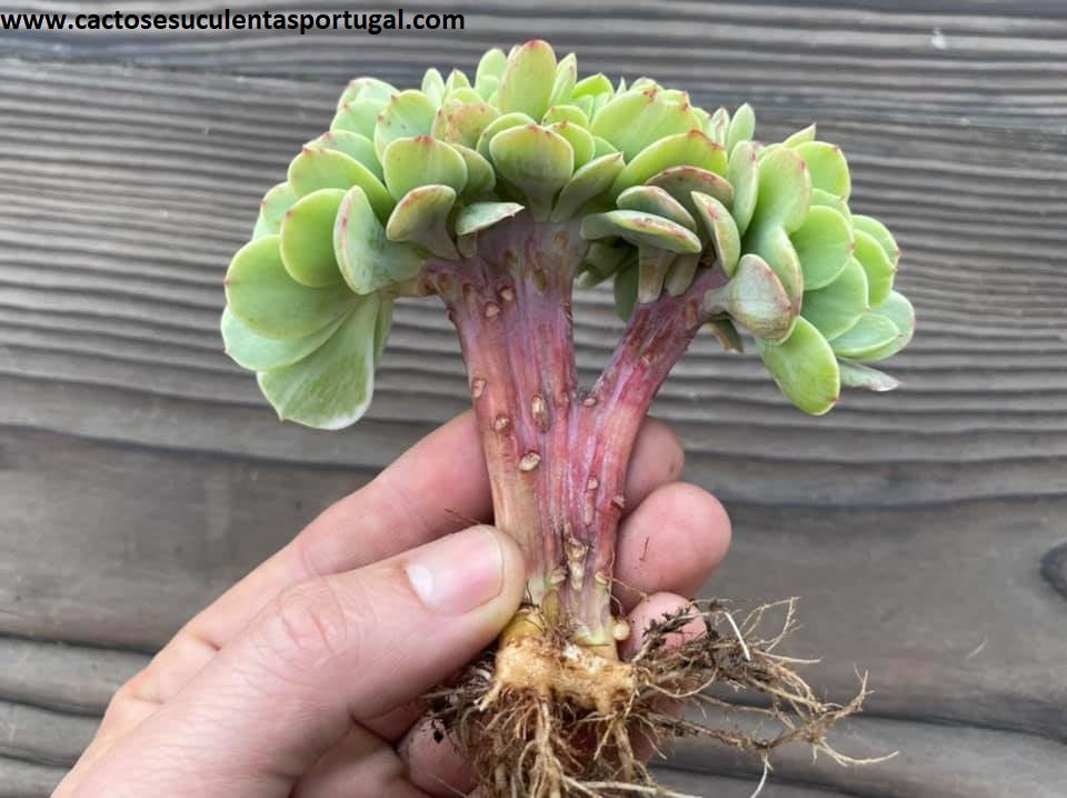 Echeveria 'Mocha' variegata form. cristata