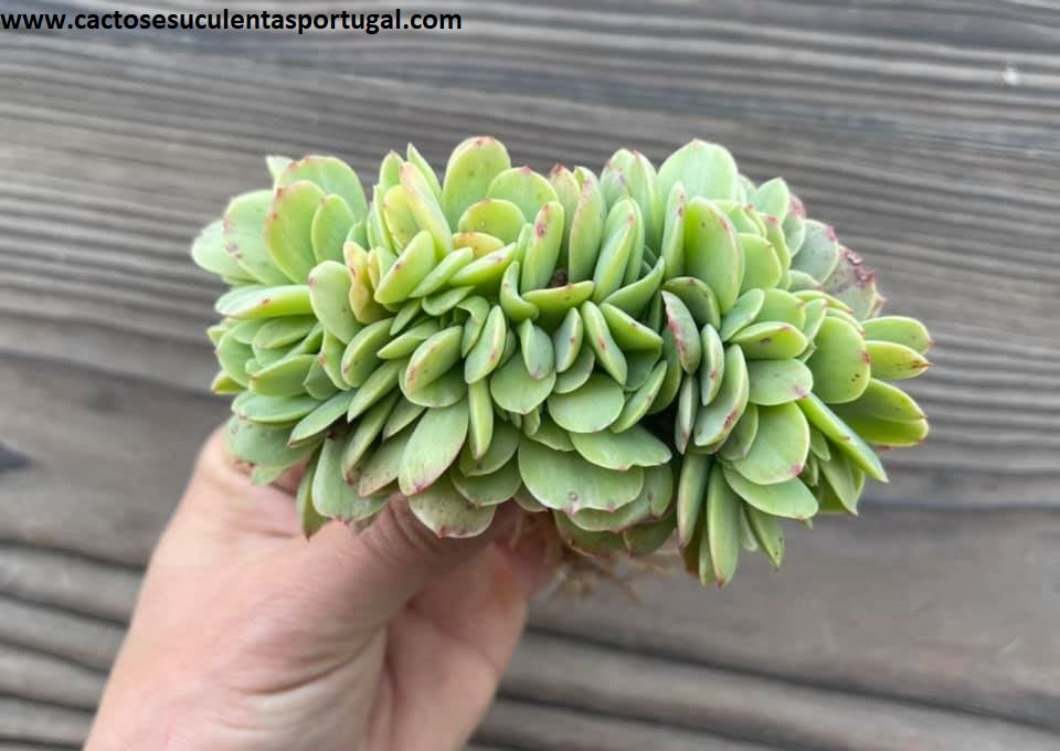 Echeveria 'Mocha' variegata form. cristata