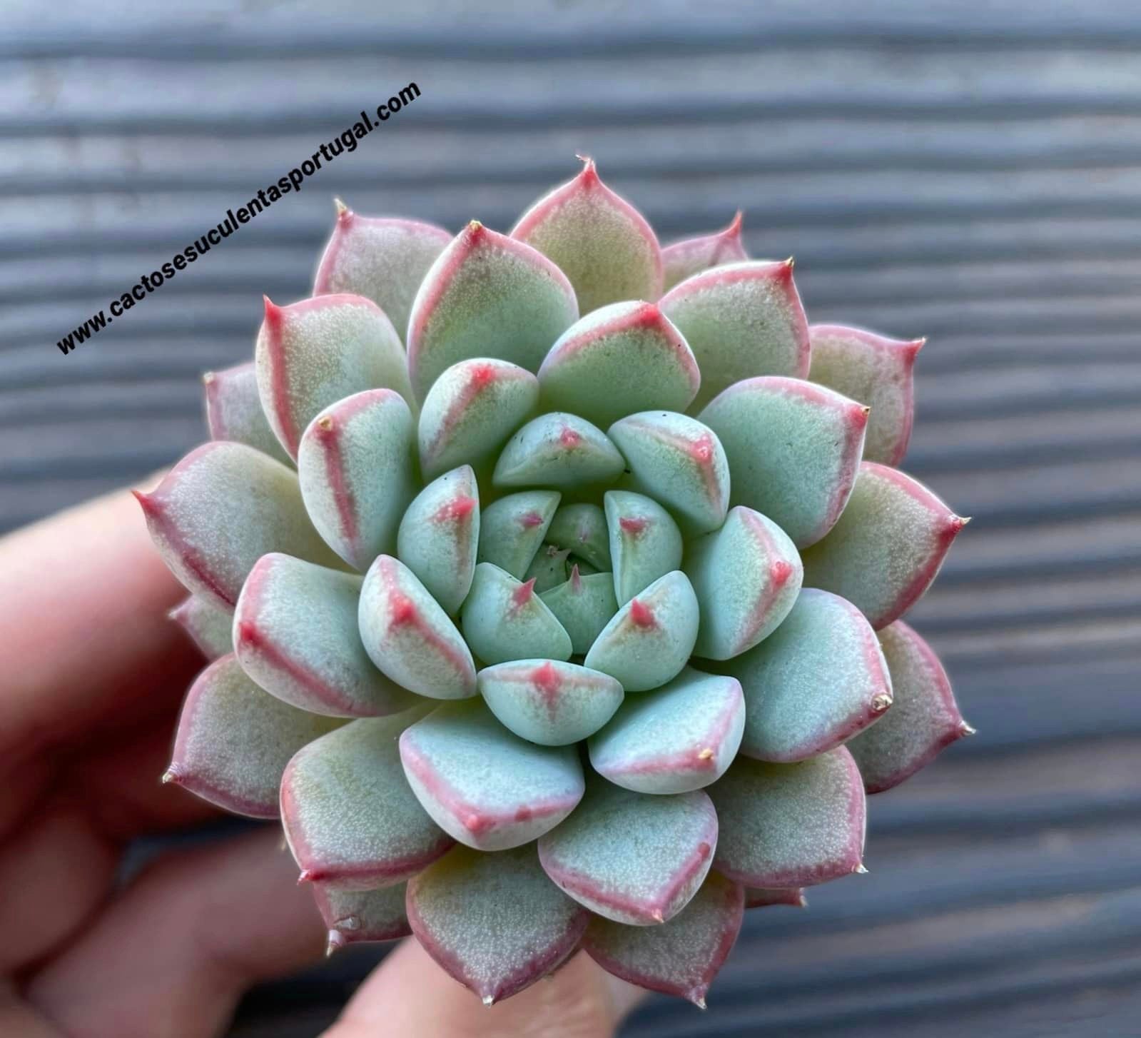 Echeveria 'Mon Ami'