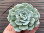 Echeveria 'Mont Blanc'