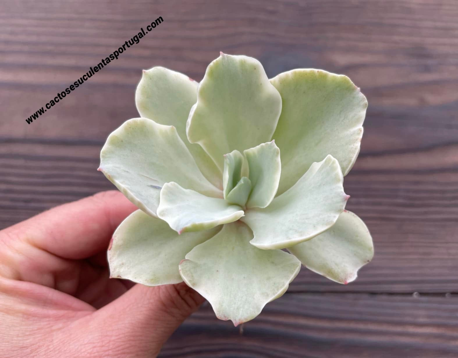 Echeveria 'Moon River' variegated