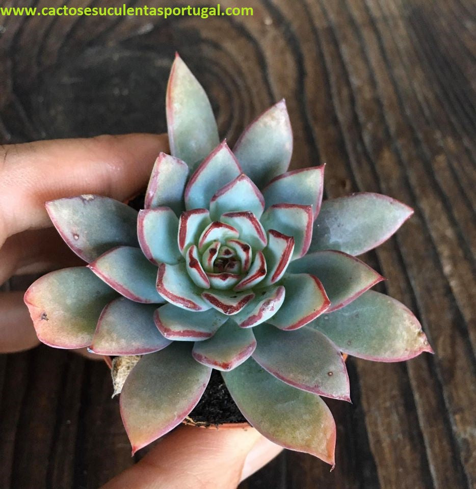 Echeveria Nova Puebla