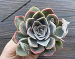 Echeveria 'Orion' spp.