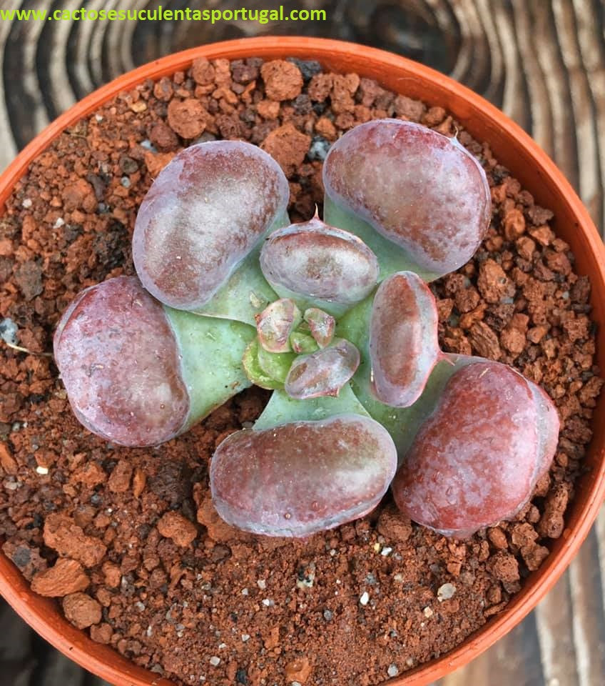 Echeveria Pagoda